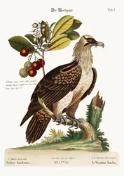 Skägggamen, 1749-73
